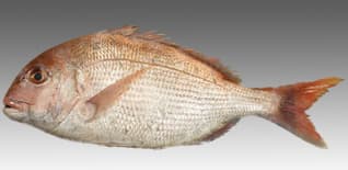 Bamboo Salted Red Sea-Bream